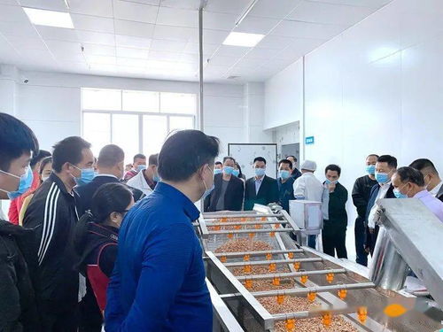 高州食品集團(tuán)又一力作 果鄉(xiāng)花生油廠 正式投產(chǎn),滴滴純正